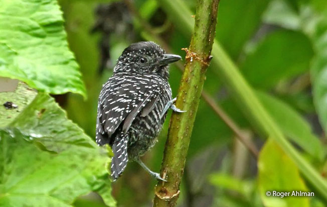 lined_antshrike