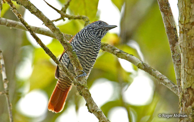 lined_antshrike