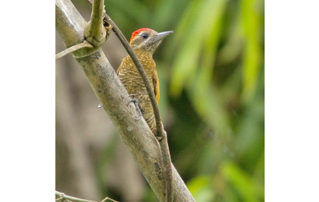 little_woodpecker