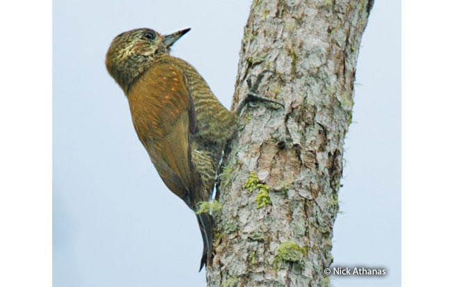 little_woodpecker