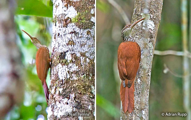 long-billed_woodcreeper