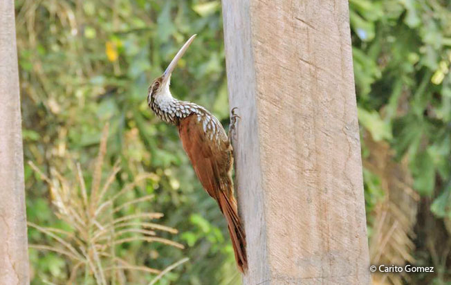 long-billed_woodcreeper