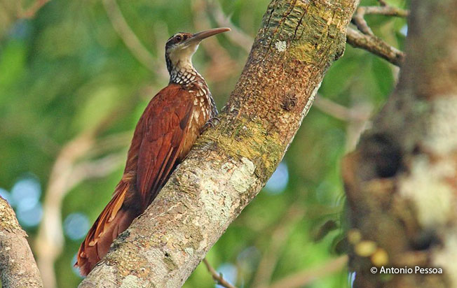 long-billed_woodcreeper