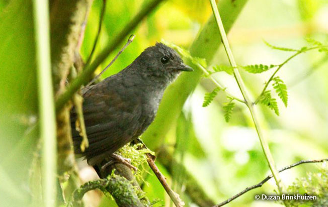 long-tailed-tapaculo
