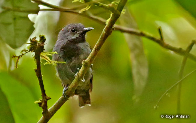 long-winged_antwren
