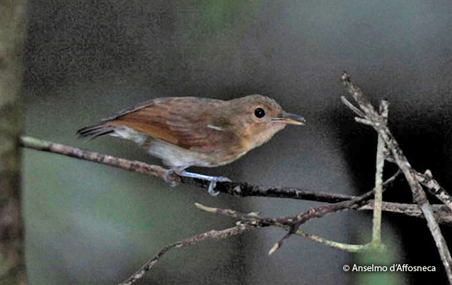 long-winged_antwren