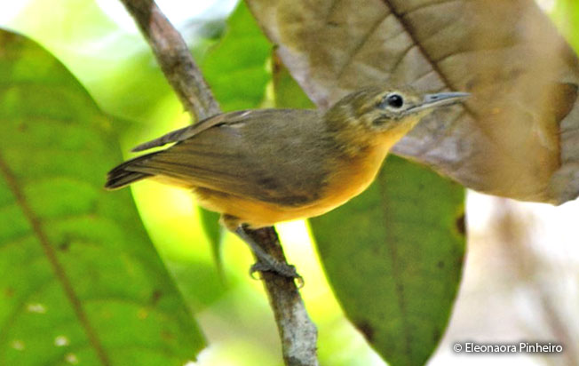 long-winged_antwren
