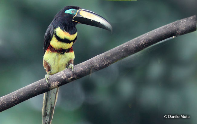many-banded_aracari