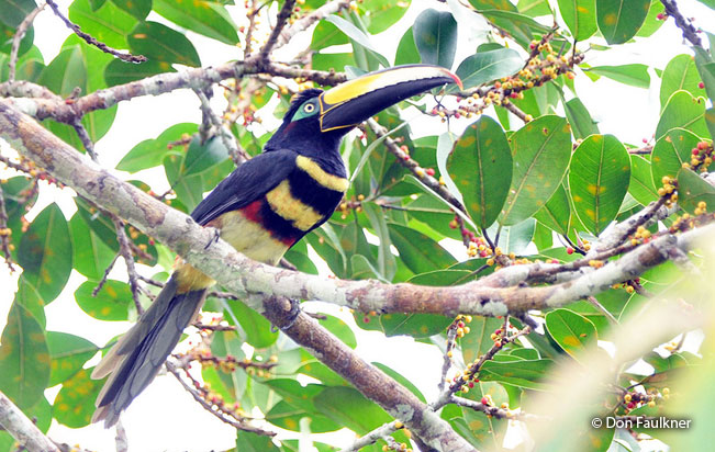 many-banded_aracari