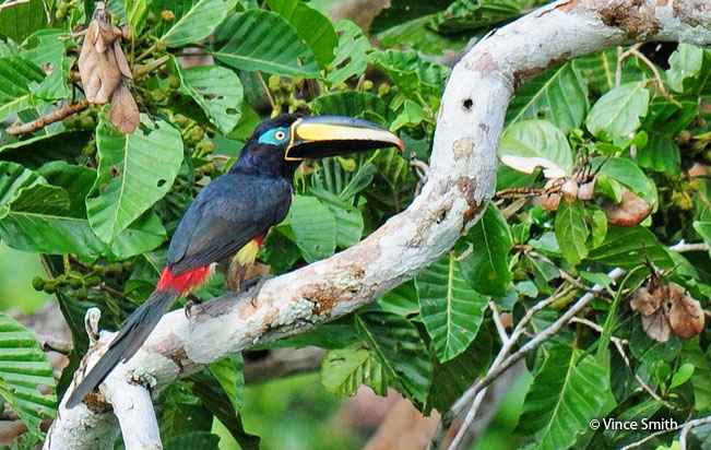 many-banded_aracari