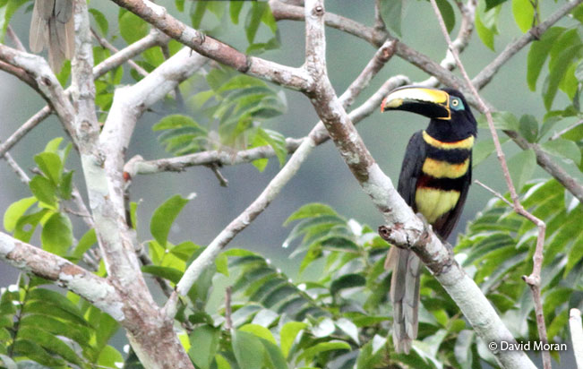 many-banded_aracari