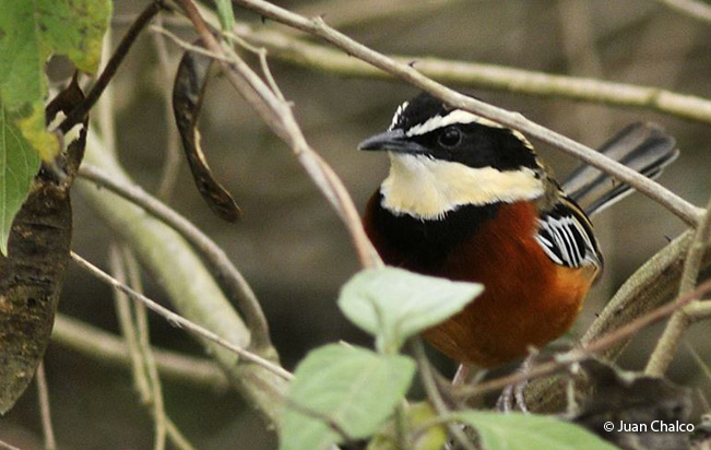 Marañon Crescentchest