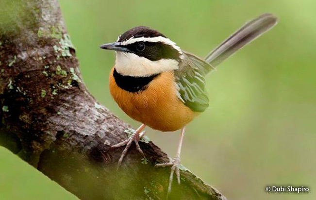 Marañon Crescentchest