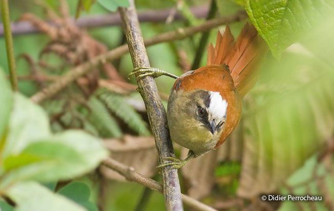 marcapata-spinetail