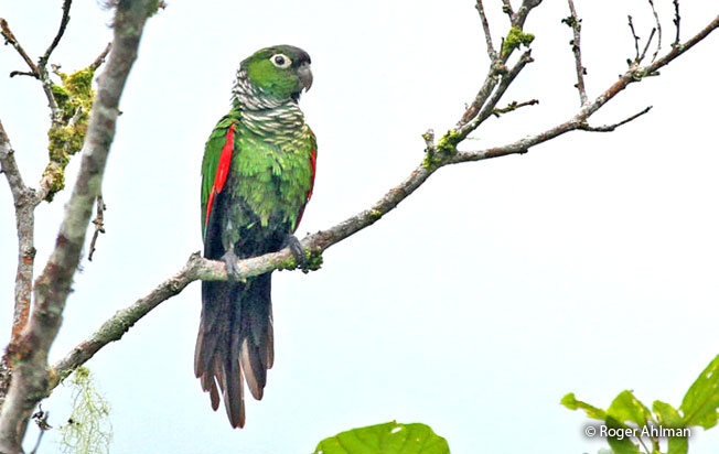 marron-tailed-parakeet