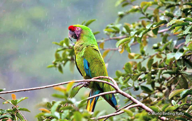 military_macaw