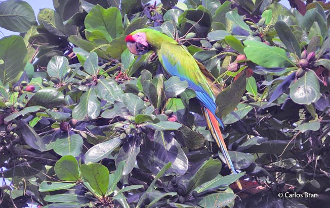 military_macaw