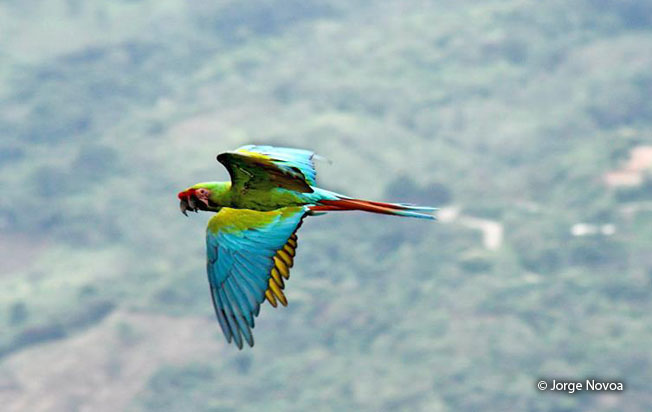 military_macaw