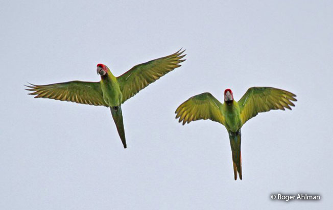 military_macaw