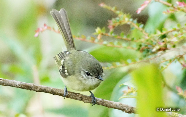 mottle-cheeked_tyrannulet