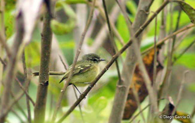 mottle-cheeked_tyrannulet