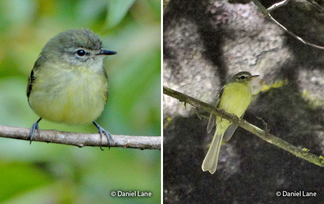 mottle-cheeked_tyrannulet