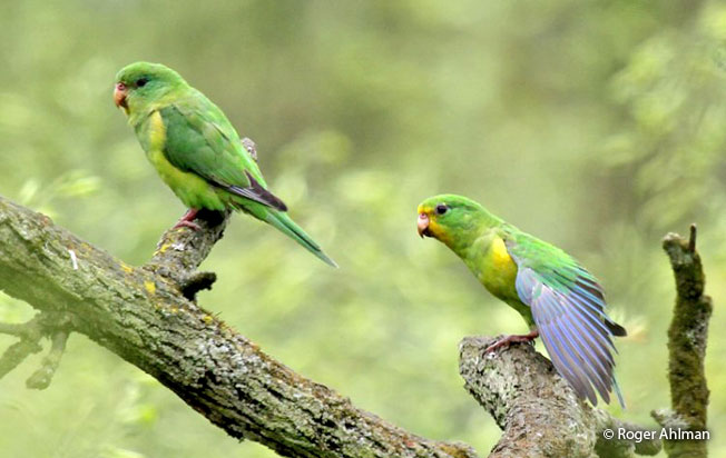 mountain-parakeet