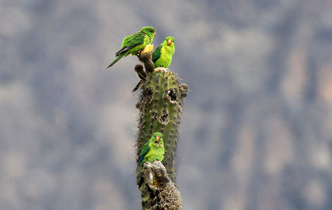 mountain-parakeet