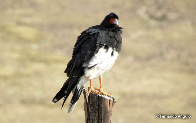 mountain_caracara