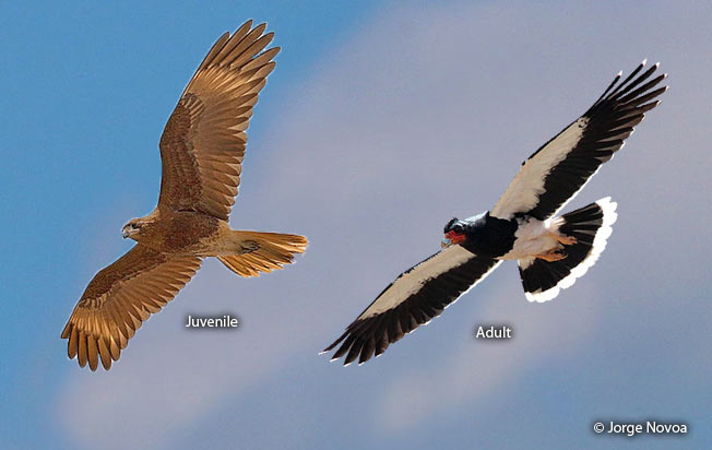 mountain_caracara