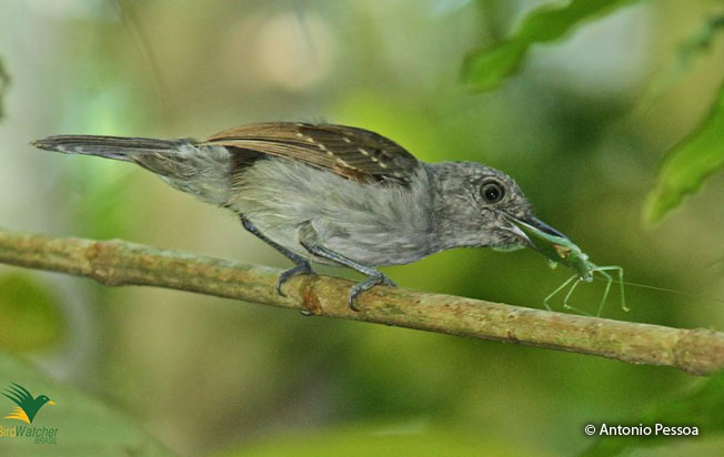 mouse-colored-antshrike