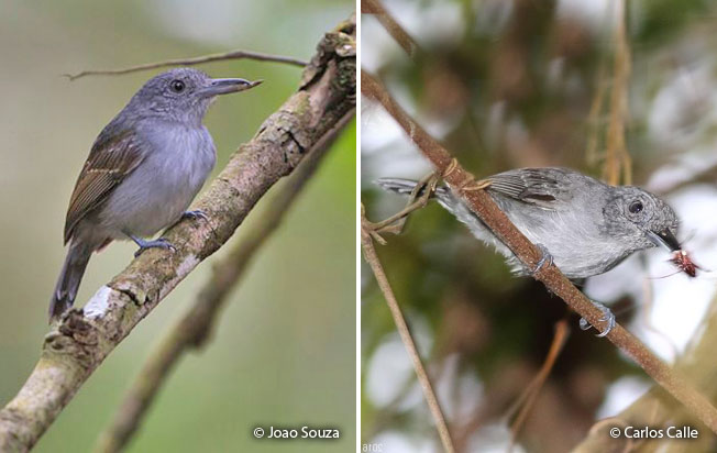 mouse-colored-antshrike