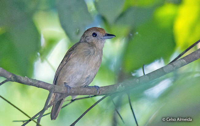 mouse-colored-antshrike