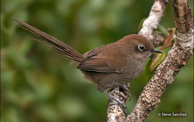 mouse-colored_thistletail