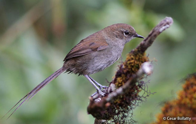 mouse-colored_thistletail