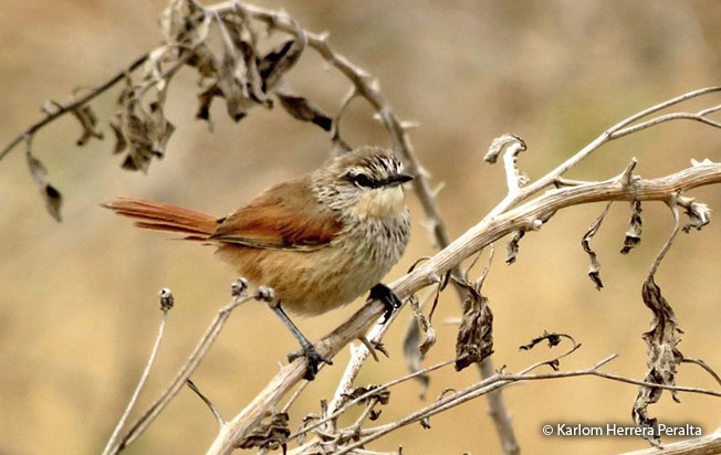 necklaced_spinetail
