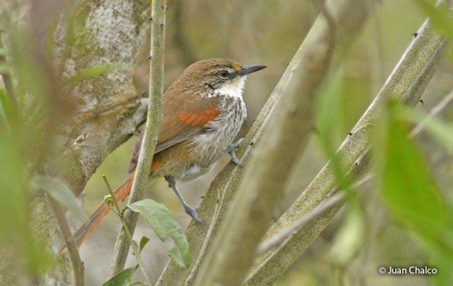 necklaced_spinetail
