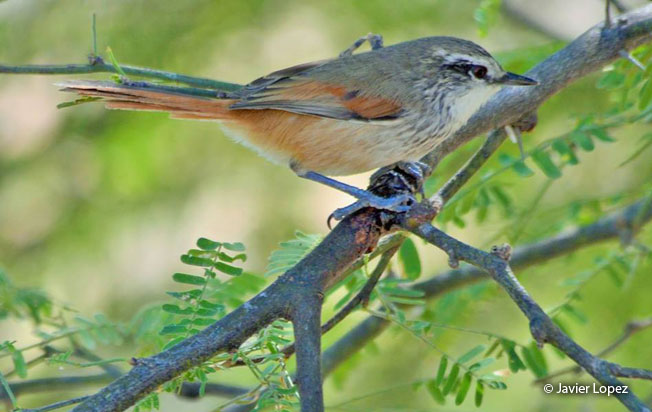 necklaced_spinetail