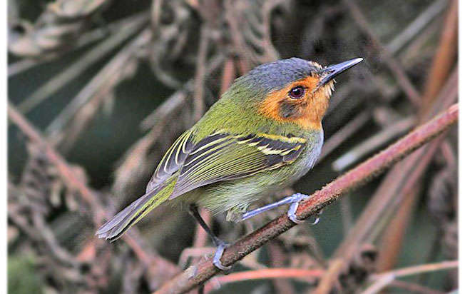 ochre-faced_tody-flycatcher