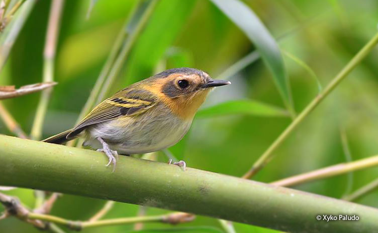ochre-faced_tody-flycatcher