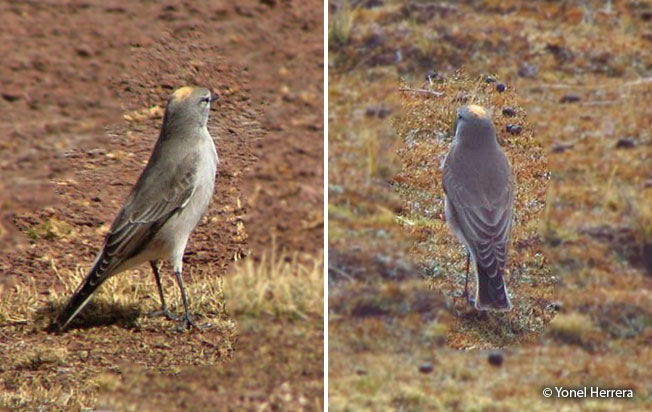 ochre-naped_ground-tyrant