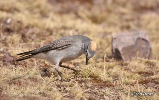 ochre-naped_ground-tyrant