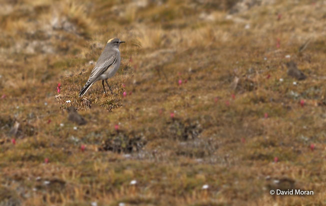 ochre-naped_ground-tyrant