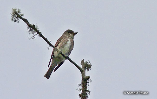 olive-sided_flycatcher