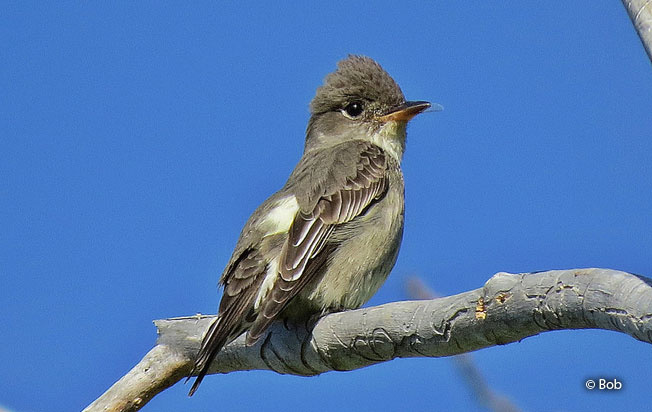 olive-sided_flycatcher