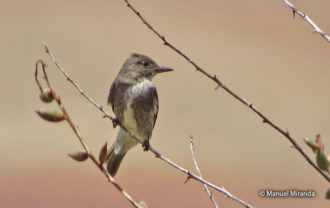 olive-sided_flycatcher