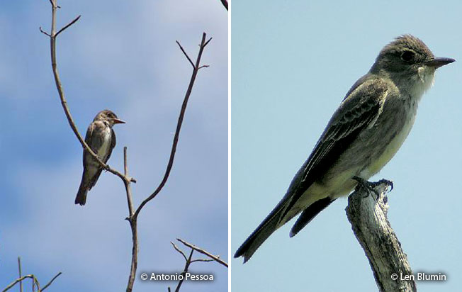 olive-sided_flycatcher