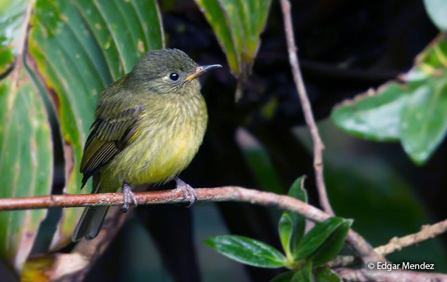 olive-striped_flycatcher
