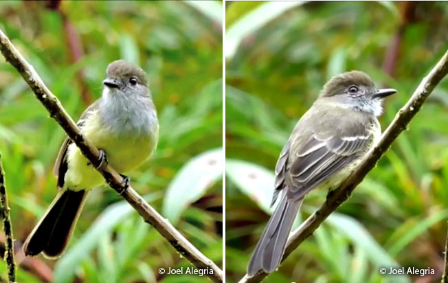 pale-edged_flycatcher