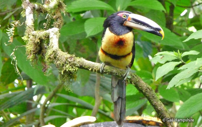pale-mandibled_aracari